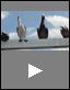 Pelicans (Science Video)