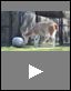 Llamas (Science Video)