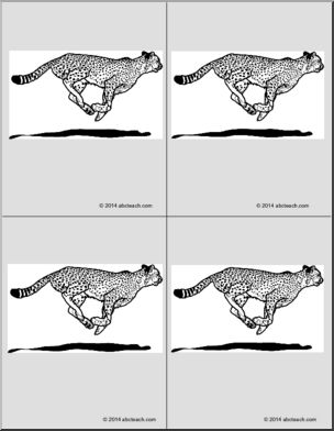 Nomenclature Cards: Cheetah (4) (b/w)