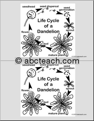 Nomenclature Cards: Life Cycle of a Dandelion (2) (b/w)
