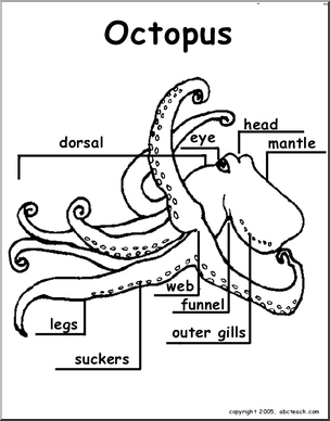 Animal Diagrams: Octopus (labeled and unlabeled)