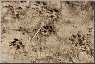 Photo: Animal Tracks 02a LowRes