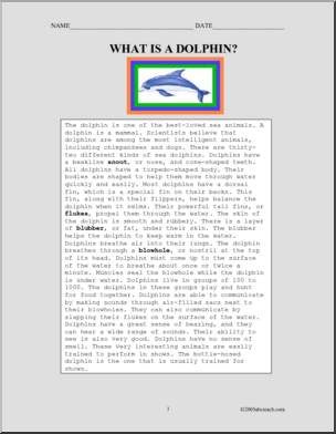 Comprehension: What  Is a Dolphin?
