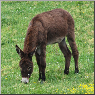Photo: Donkey 03 LowRes