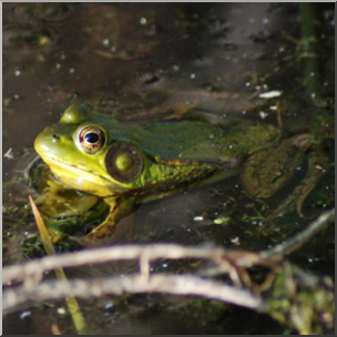 Photo: Frog 03b LowRes