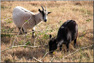 Photo: Goats 01 LowRes
