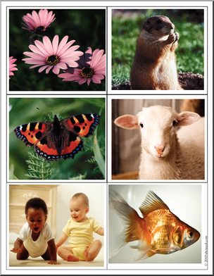Science: Photo Cards:  Living/Non-Living (color)