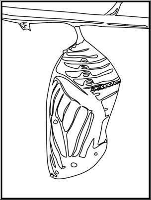Clip Art: Butterfly: Monarch Chrysalis B&W