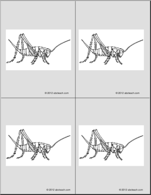 Nomenclature Cards: Cricket (4) (b/w)