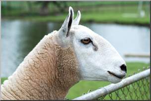 Photo: Sheep 01 HiRes