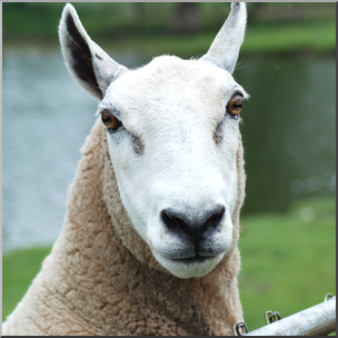 Photo: Sheep 02b HiRes