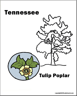 Tennessee: State Tree -Tulip Tree (tulip poplar)